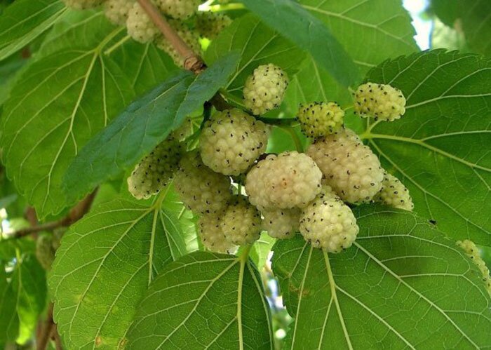 چهارمین جشنواره توت محله کن برگزار می‌شود 