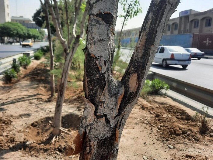 ذره‌بین| مختاری: با هدف ممانعت از سقوط، درختان آسیب‌دیده طی مراحل قانونی با درختان با بن بالا جایگزین می‌شوند