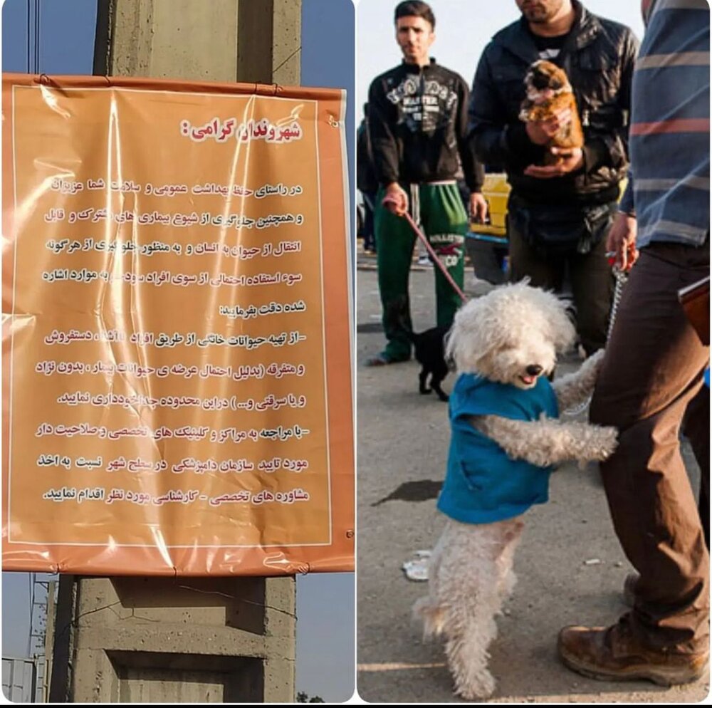 بازار غیرمجاز خرید و فروش حیوانات خانگی ساماندهی میشود