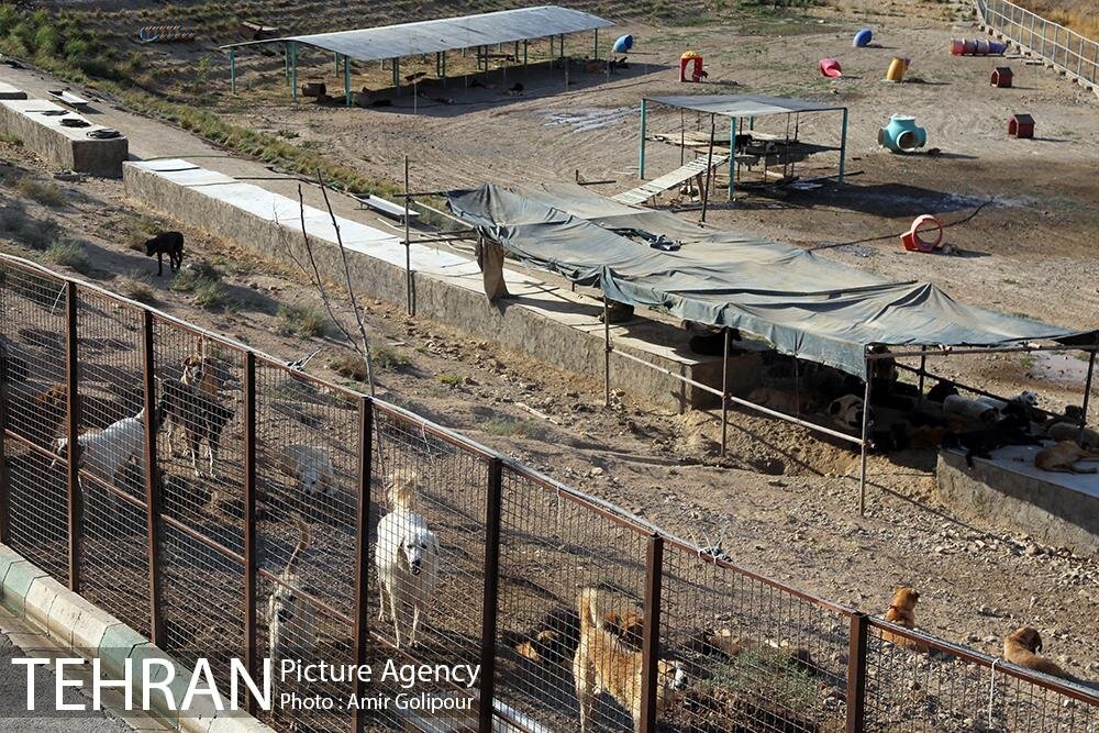 آغاز عملیات تحقیقاتی به منظور ساماندهی سگهای بدون صاحب/ تزریق ۵۰۰ دز واکسن طی ۳ماه اخیر