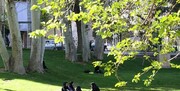 دانشگاه الزهرا درختان کهنسال ده ونک را بدون مجوز شهرداری سر بُرید