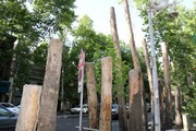 راهکارهای رییس شورای شهر تهران برای جلوگیری از روند قطع درختان