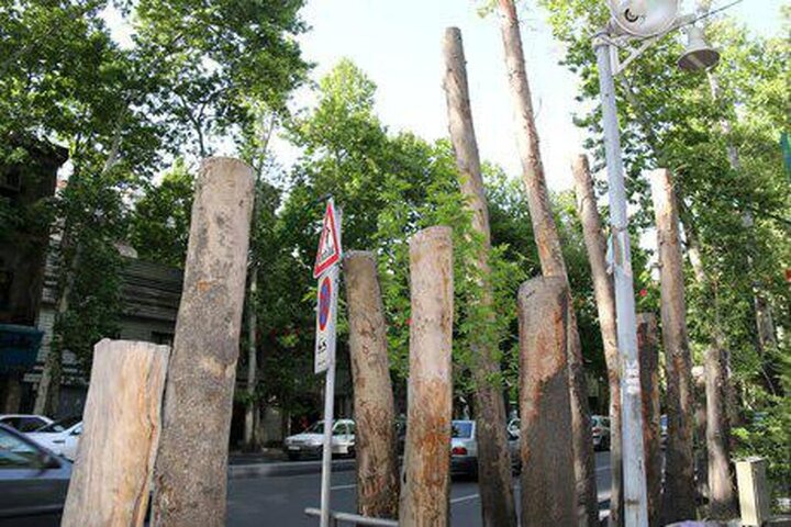 هیچ درختی در خیابان جردن قطع نشده است/ سقوط 14 اصله درخت در سال 1400 بر اثر پوسیدگی ریشه