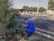 شناسایی و طعمه‌گذاری بیش از هزار و ۲۰۰ منفذ موش در معابر جنوب تهران