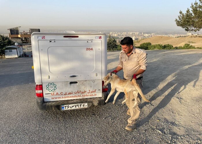 اجرای برنامه روزانه برای جمع‌آوری سگ‌های بلاصاحب در منطقه ۵
