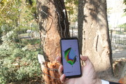 رفع خطر درختان کهنسال منطقه ۲ با اجرای عملیات توموگرافی