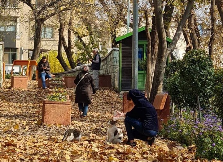 طرح "گذر پاییز رنگارنگ" در بوستان‌های شمیران اجرا شد