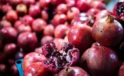 جشنواره «صد دانه یاقوت» محلی برای عرضه انار با قیمت پایین و کیفیت بالا است