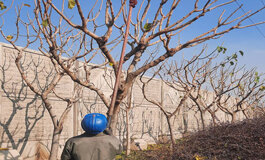 اجرای عملیات هرس زمستانه درختان در منطقه ۲۰