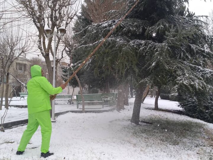 تلاش گسترده برای نگهداری درختان بوستان‌های جنگلی غرب تهران 