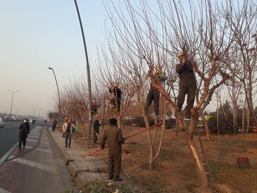 اجرای عملیات هرس و رفع خطر ۱۶ هزار اصله درخت در منطقه۱۵