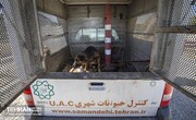 جمع‌آوری روزانه ۶۰ قلاده سگ ولگرد از سطح شهر و انتقال به نقاهتگاه آرادکوه