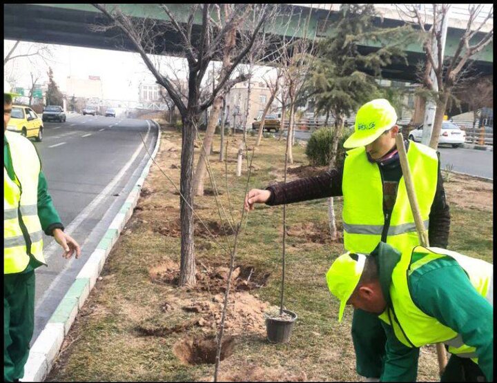 اجرای طرح بهاران خدمت با کاشت دو هزار و ۳۲۰ اصله درخت در منطقه ۸