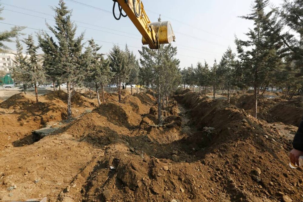 ماجرای جابجایی ۱۰۶ اصله درخت در منطقه۵ چیست؟