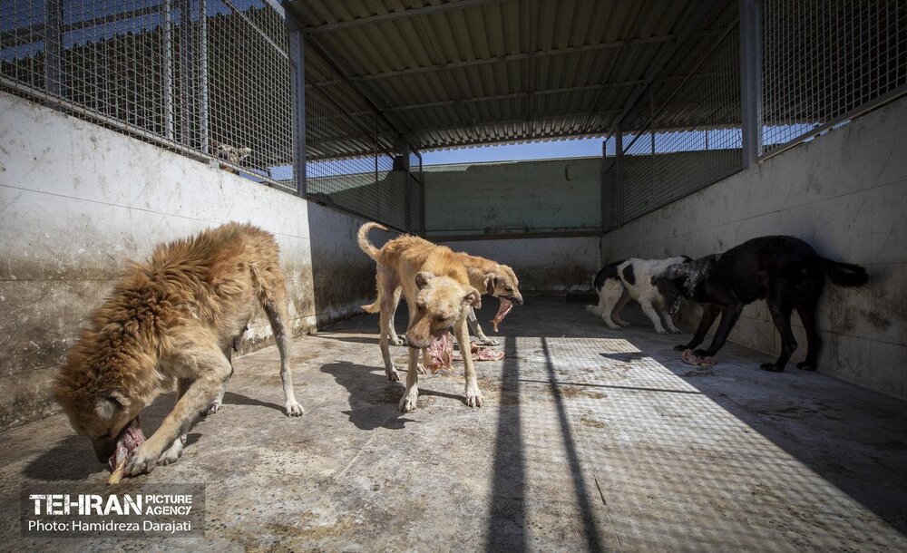 جمع‌آوری روزانه ۶۰ قلاده سگ ولگرد از سطح شهر و انتقال به نقاهتگاه آرادکوه
