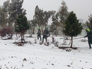 ۱۸۰ نیروی فضای سبز منطقه ۱۹ مشغول برف‌تکانی از درختان بوستان‌ها هستند