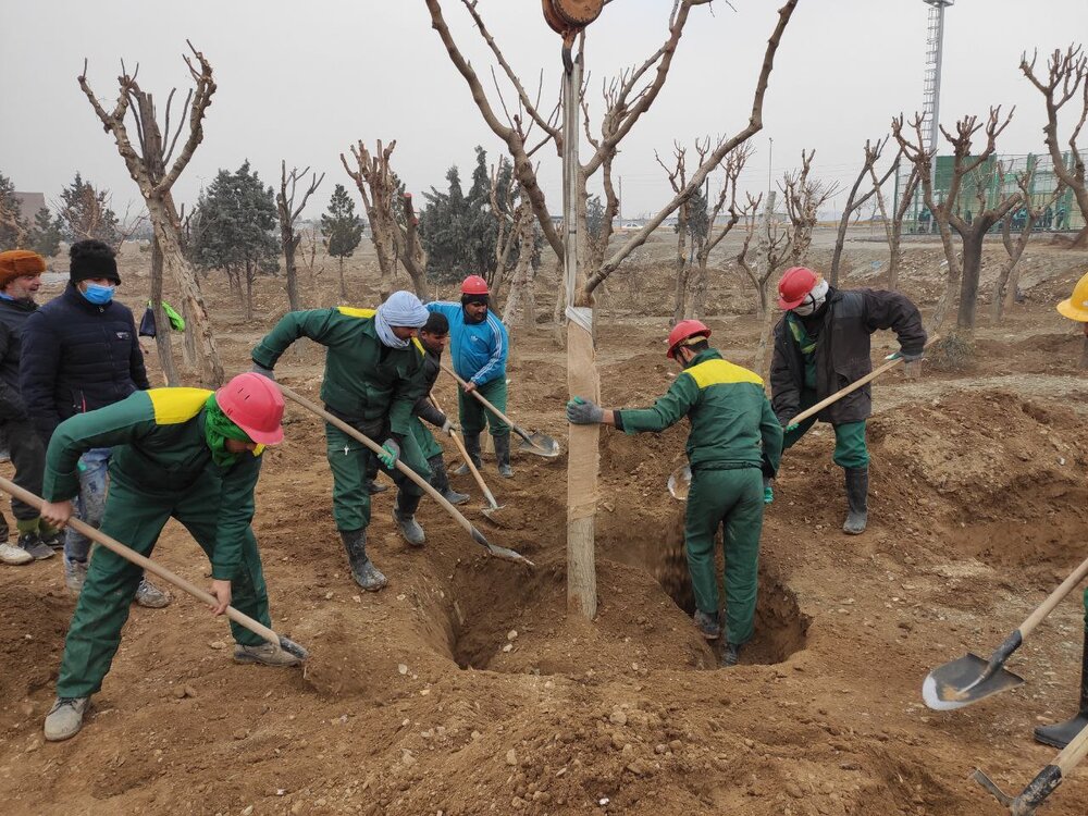 انتقال و غرس بیش از هزار و ۲۰۰ اصله درخت در منطقه ۱۸ تا پایان سال