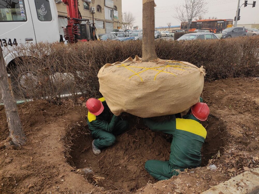 انتقال و غرس بیش از هزار و ۲۰۰ اصله درخت در منطقه ۱۸ تا پایان سال