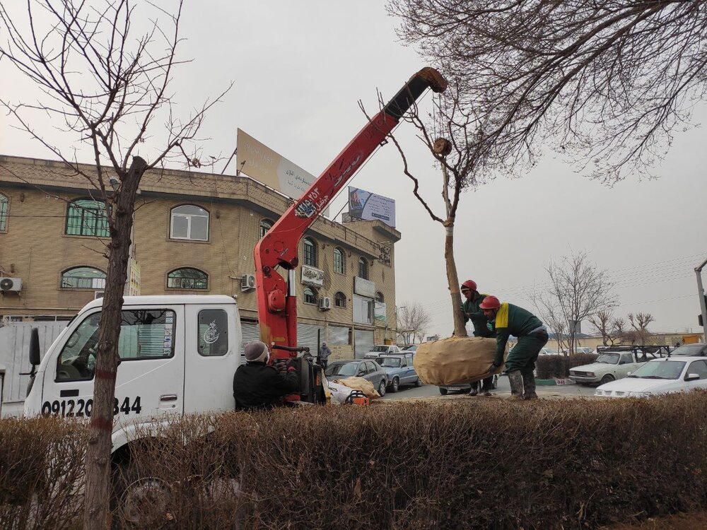 انتقال و غرس بیش از هزار و ۲۰۰ اصله درخت در منطقه ۱۸ تا پایان سال