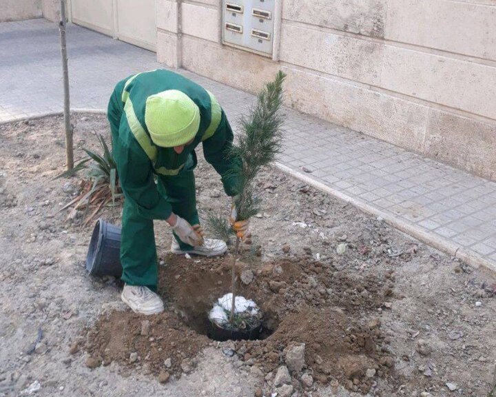 توسعه فضای سبز خانگی منطقه۱۳ با کاشت نهال رایگان در منازل شهروندان 