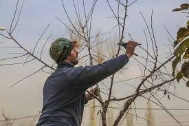 رفع خطر از شانزده اصله درخت در منطقه۸ هشت 