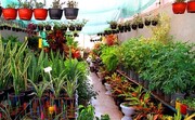 برپایی بازارچه عرضه گل و گیاه در  منطقه ۲