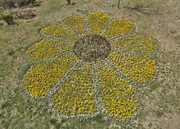 کاشت ۳۰۰۰۰ لاله در میادین منطقه امید و زندگی در آستانه بهار