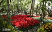 رویش لاله‌ها در باغ ایرانی