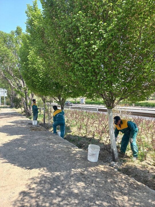 اجرای طرح باندینگ بیش از۲۸۰۰، اصله درخت در منطقه ۱۴