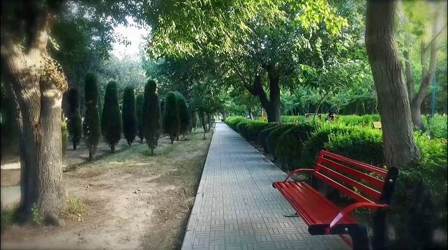 اجرای عملیات شبانه آبشویی درختان در منطقه ۱۴