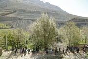 دومین جشنواره شکوفه‌های گیلاس پایتخت در منطقه ۵