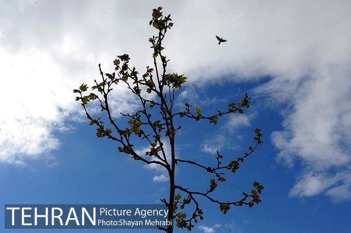 کاهش ۵۱ درصدی بارش‌های بهاره و پیش‌بینی تابستانی «گرم و خشک» برای تهران