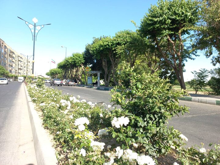 کاشت بیش از ۶۰ هزار اصله درخت و درختچه در فضاهای سبز شهری منطقه ۲۰