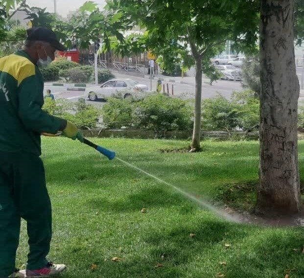 درختان چنار منطقه ۹ جانی تازه گرفتند