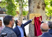 تمام درختان خشکیده تهران به مرور اصلاح و با غرس درختان جدید احیاء می‌شوند