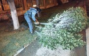 رفع خطر درختان شکسته در بزرگراهای شهری منطقه۱۴