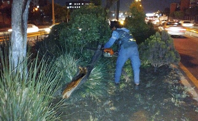 رفع خطر درختان شکسته در بزرگراهای شهری منطقه۱۴