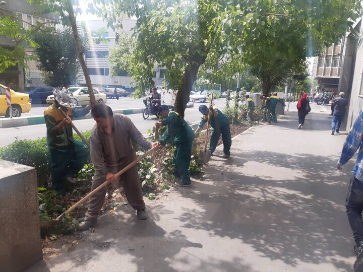 کاشت بیش از ۷۰۰ اصله درختچه های زینتی در خیابان های قلب پایتخت