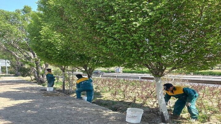اجرای عملیات باندینگ درختان بوستان جنگلی چیتگر 