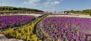 ایجاد بوستان  ۳۰ هکتاری مزرعه و باغ گل‌ها در قبله تهران