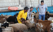 ذبح ۱۷ هزار گوسفند در مراکز عرضه دام/ حضور ۱۰ دامپزشک در هر مرکز