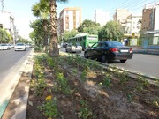اجرای طرح یکسان سازی فضای سبز شهری با کاشت گونه‌های درختچه‌ای در منطقه  ۲۰