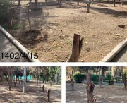 قطع درختان "خشک‌شده" با رای کمیسیون ماده ۷ انجام شد