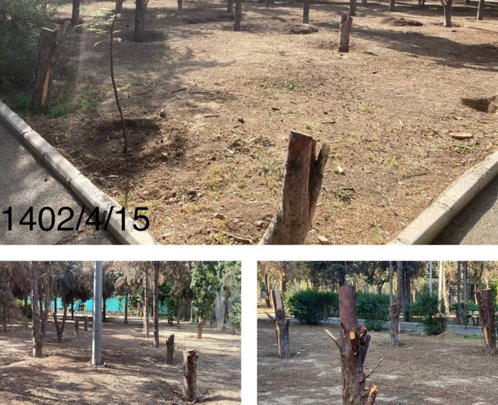 قطع درختان "خشک‌شده" با رای کمیسیون ماده ۷ انجام شد/ کاشت ۶۰ درخت پهن برگ به جای ۲۲ اصله درخت خشک‌شده