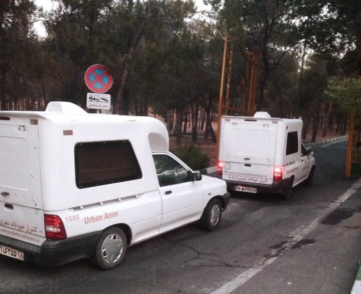 زنده‌گیری و جمع آوری بیش از ۵۰۰ قلاده سگ بلاصاحب در محدوده منطقه۲۲