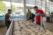 قیمت انواع ماهی در میادین و بازارهای میوه و تره بار اعلام شد