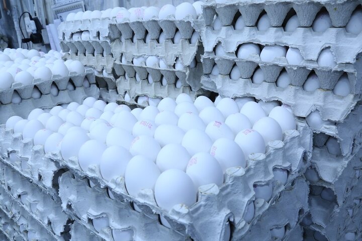 قیمت تخم مرغ پوسته سفید در میادین و بازارهای میوه و تره‌بار اعلام شد