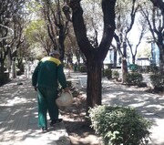 عملیات تلفیقی کنترل آفات نباتی درختان نارون منطقه ۹
