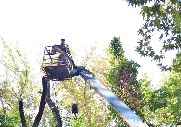 ۳۵۰۰ مترمربع فضای سبز بزرگراه شهید چمران بازپیرایی شد