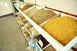 انواع حبوبات ۲۲درصد ارزان‌تر از سطح شهر در میادین میوه‌وتره‌بار عرضه می‌شود